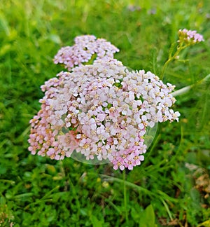 Achillea millefolium, commonly known asÃÂ yarrowÃÂ orÃÂ common yarrow.